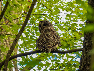 barred owl