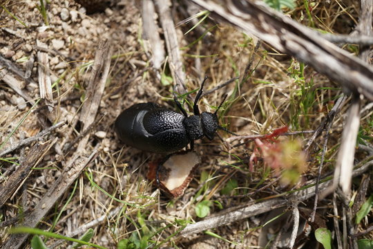 escarabajo pelotero
