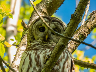 barred owl