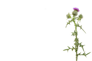 A large isolated Thistle with stem and leaves weighted to the right with room for copy text on the left