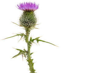 A large isolated Thistle with stem and leaves weighted to the left with room for copy text on the right