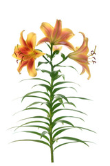 A branch lily