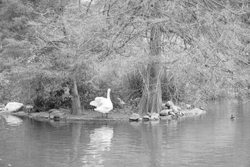 Cygnus olor cisne blanco parque la paloma benalmadena malaga