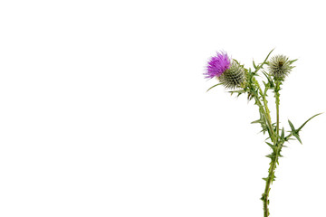 A large isolated Thistle with stem and leaves weighted to the right with room for copy text on the left