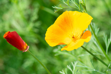 Fototapeta premium yellow flower escholzia or california poppy