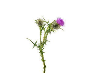 A large isolated Thistle with stem and leaves weighted to the centre of the frame with room for copy text on the left and the right