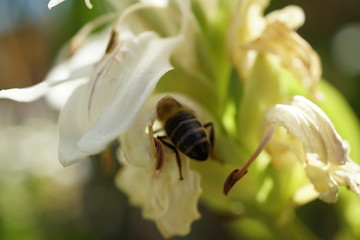 insectos en flores