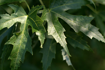 leaves of a tree,nature, plant, flora,summer,close-up,forest, garden, natural, 