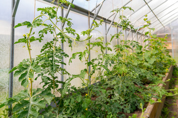Growing green tomatoes in the greenhouse. Harvest vegetables.
