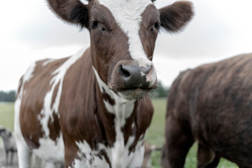 Fototapeta na wymiar Pet cow on a farm in the countryside.