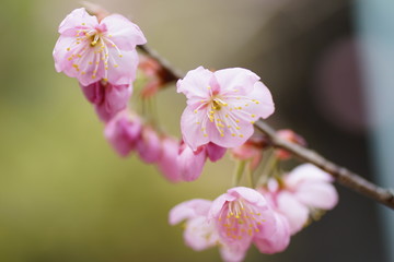 Fototapeta na wymiar 知恩寺の富士桜