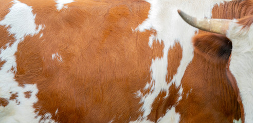 Brown cow skin texture. Agriculture. Smooth surface.