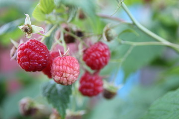 bunch of red raspberries on a Bush, close up