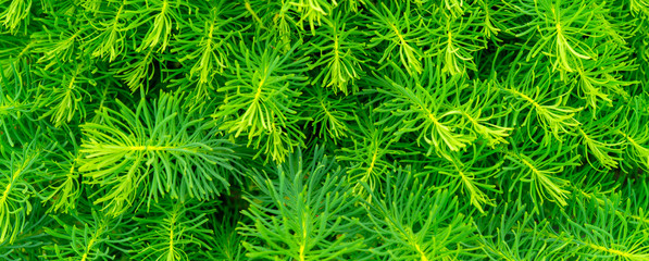 Bright green background of small plants.