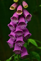 pink Digitalis flower © Snežana