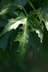 green leaves of a tree,summer,nature,foliage,foliage,natural,flora,