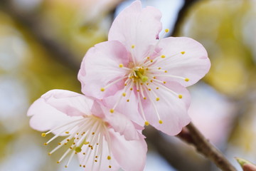 知恩寺の富士桜