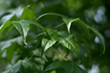 green leaves of a tree,summer,nature,freshness, closeup, organic, vegetable, flora, natural, 