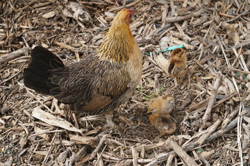 gallina con polluelos