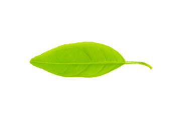 Obraz premium Isolated leaves on the white background.Jack leave.fresh leaves.