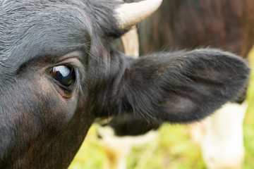 A fragment of a black cow's muzzle. Depicted: horn, eye and ear.