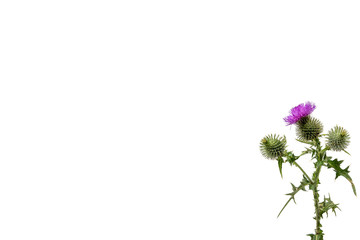 A small isolated Thistle with stem and leaves weighted to the right with room for copy text on the left