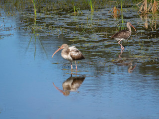 Juvenile white ibis fishing in water