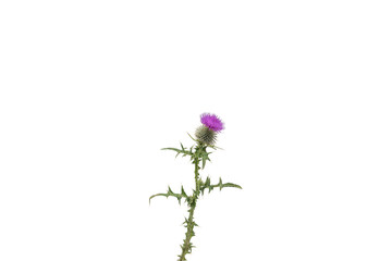 A small isolated Thistle with stem and leaves weighted to the centre of the frame with room for copy text on the left and the right