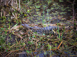 Cute Baby alligator on ground