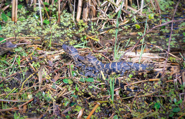 Cute Baby alligator on ground