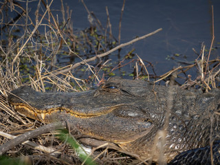 Big alligator relaxing on ground