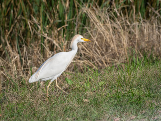 Juvenile Snowy egret fishing