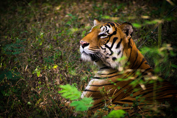 tiger in zoo