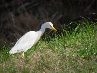 Juvenile Snowy egret fishing