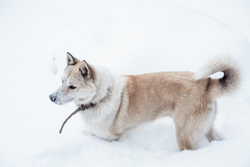 white red mid-Siberian Laika plays on snow-white snow