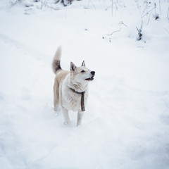 white red mid-Siberian Laika plays on snow-white snow