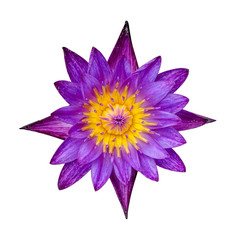 Purple lotus on a white background