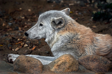 Fototapeta premium Arctic wolf male in his enclosure. Latin name - Canis lupus arctos