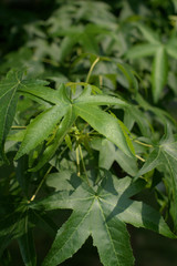 green leaves,garden,summer,tree,natural, close-up,