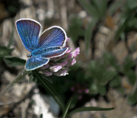 butterfly on flower