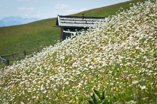 field of flowers