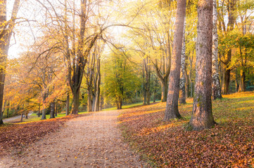 Autumn landscape: Park alley surrounded with yellow and green trees and fallen leaves. Sunlight comes through branches with colourful foliage on a warm sunny autumn day. Picturesque background