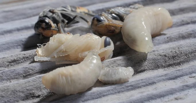 Croissance des larves d'insectes 