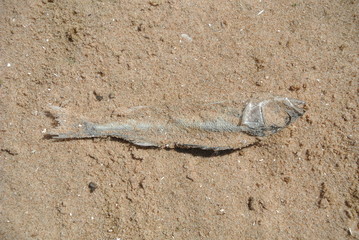 Toter Fisch im Sand