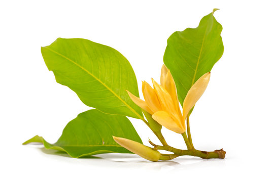 michelia champaca flower cut out on white background