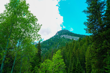 Sky and trees in the mountains east of Salt Lake City, Utah