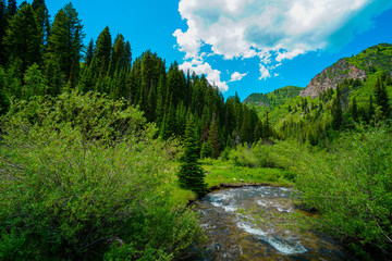 Fototapeta na wymiar View of a meadow and stream in the mountains east of Salt Lake City, Utah