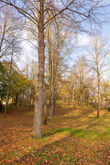 Beautiful view of forest at autumn