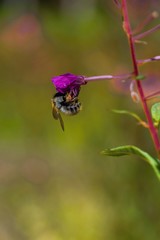 Bumblebee on the blow