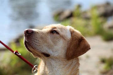 portrait of golden retriever